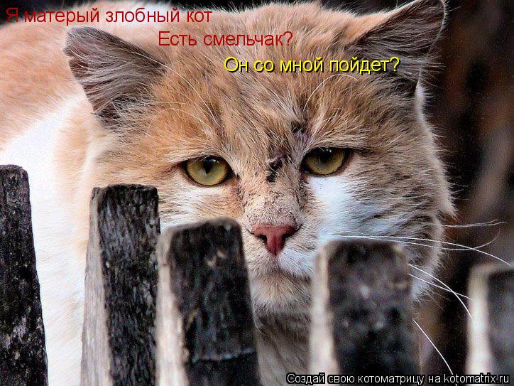 Я матерый злобный кот Есть смельчак? Он со мной пойдет?... Котоматрица: Я матерый злобный кот Есть смельчак? Он со мной пойдет?