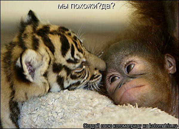 мы похожи?да?... Котоматрица: мы похожи?да?