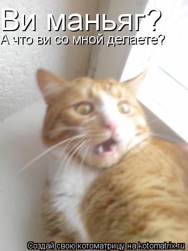 Ви маньяг? А что ви со мной делаете?... Котоматрица: Ви маньяг? А что ви со мной делаете?