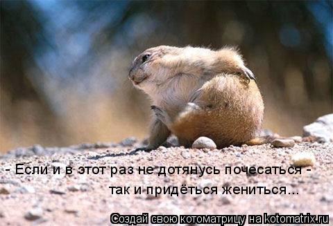 - Если и в этот раз не дотянусь почесаться - так и придёться жениться...... Котоматрица: - Если и в этот раз не дотянусь почесаться - так и придёться жениться...