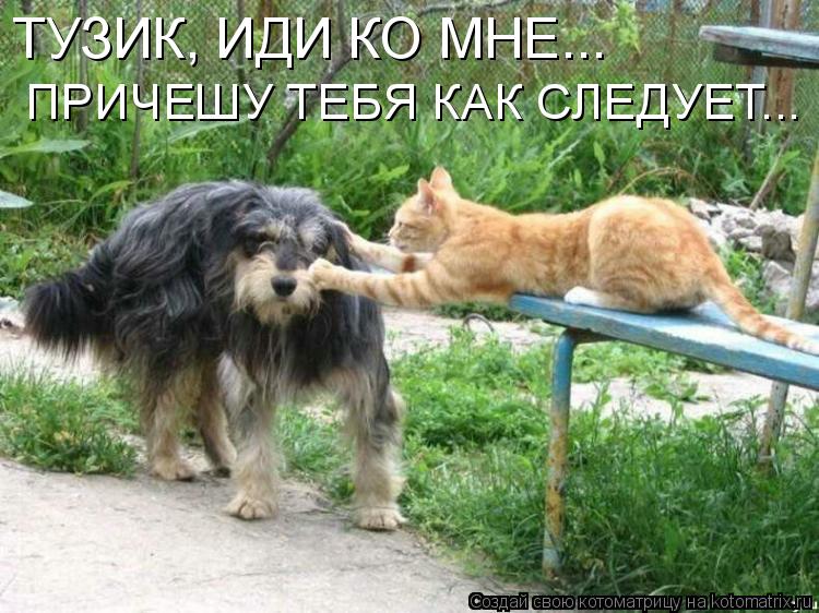 ТУЗИК, ИДИ КО МНЕ... ПРИЧЕШУ ТЕБЯ КАК СЛЕДУЕТ...... Котоматрица: ТУЗИК, ИДИ КО МНЕ... ПРИЧЕШУ ТЕБЯ КАК СЛЕДУЕТ...