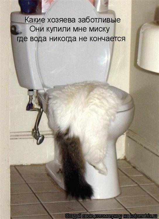 Какие хозяева заботливые Они купили мне миску где вода никогда не кончается... Котоматрица: Какие хозяева заботливые Они купили мне миску где вода никогда не кончается