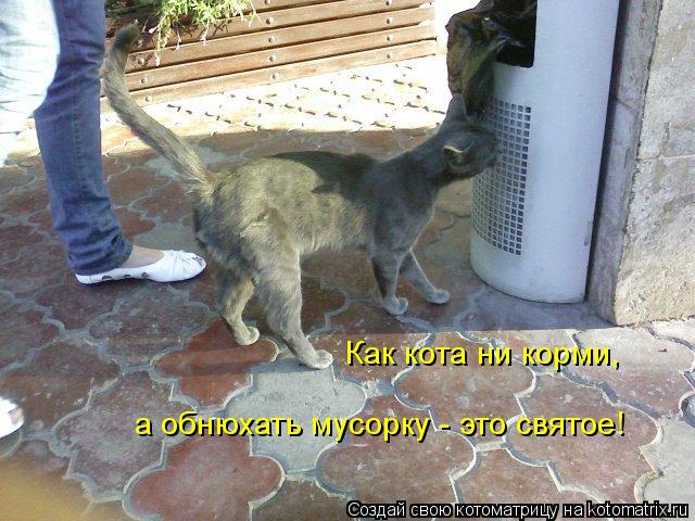 Как кота ни корми, а обнюхать мусорку - это святое!... Котоматрица: Как кота ни корми, а обнюхать мусорку - это святое!