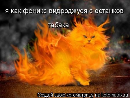 я как феникс видроджуся с останков табака... Котоматрица: я как феникс видроджуся с останков табака