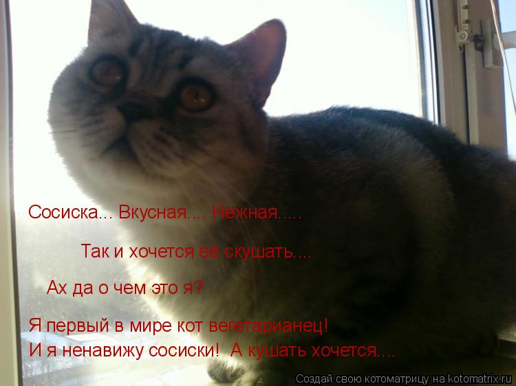 Сосиска... Вкусная.... Нежная..... Так и хочется её скушать.... Ах да о чем это я? Я первый в мире ко... Котоматрица: Сосиска... Вкусная.... Нежная..... Так и хочется её скушать.... Ах да о чем это я? Я первый в мире кот вегетарианец! И я ненавижу сосиски! А кушать х