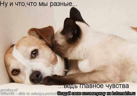 Ну и что,что мы разные... ...ведь главное чувства... Котоматрица: Ну и что,что мы разные... ...ведь главное чувства