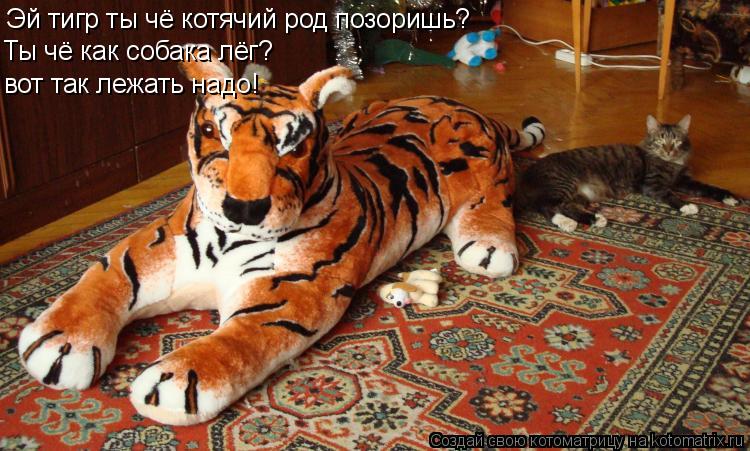 Эй тигр ты чё котячий род позоришь? Ты чё как собака лёг? вот так лежать надо!... Котоматрица: Эй тигр ты чё котячий род позоришь? Ты чё как собака лёг? вот так лежать надо!