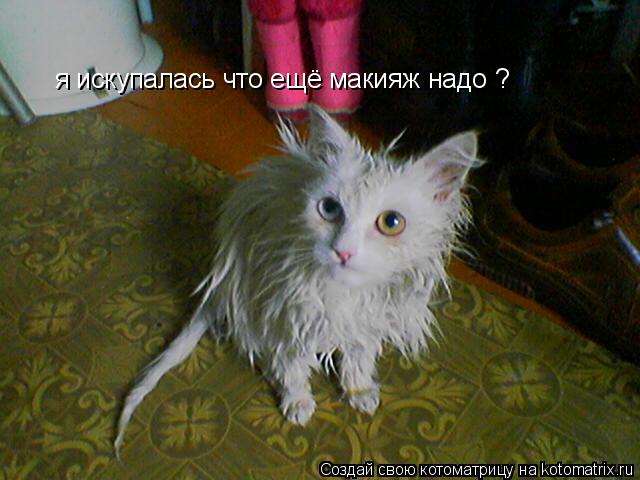 я искупалась что ещё макияж надо ?... Котоматрица: я искупалась что ещё макияж надо ?