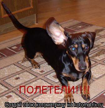 ПОЛЕТЕЛИ!!!!... Котоматрица: ПОЛЕТЕЛИ!!!!