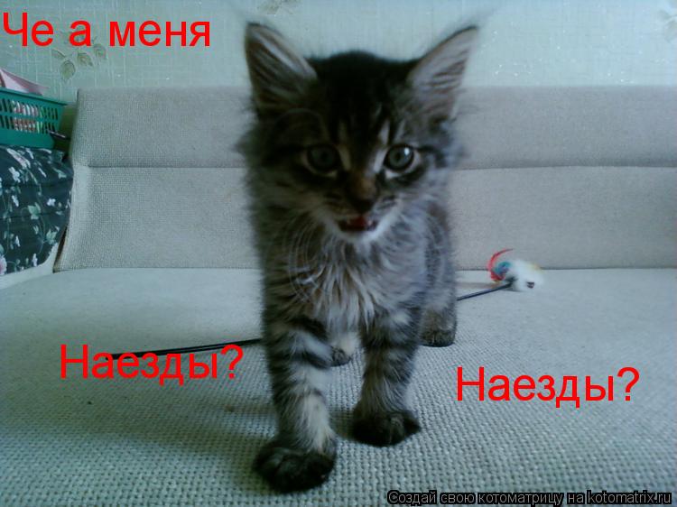 Че а меня Наезды? Наезды?... Котоматрица: Че а меня Наезды? Наезды?