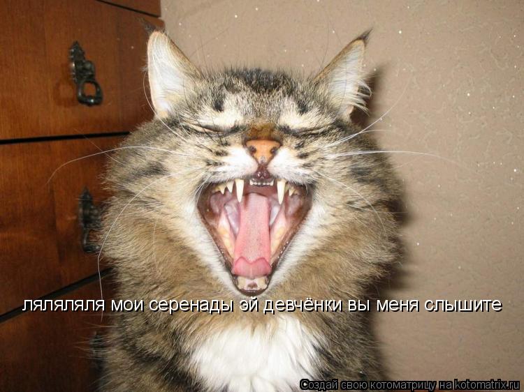 ляляляля мои серенады эй девчёнки вы меня слышите... Котоматрица: ляляляля мои серенады эй девчёнки вы меня слышите