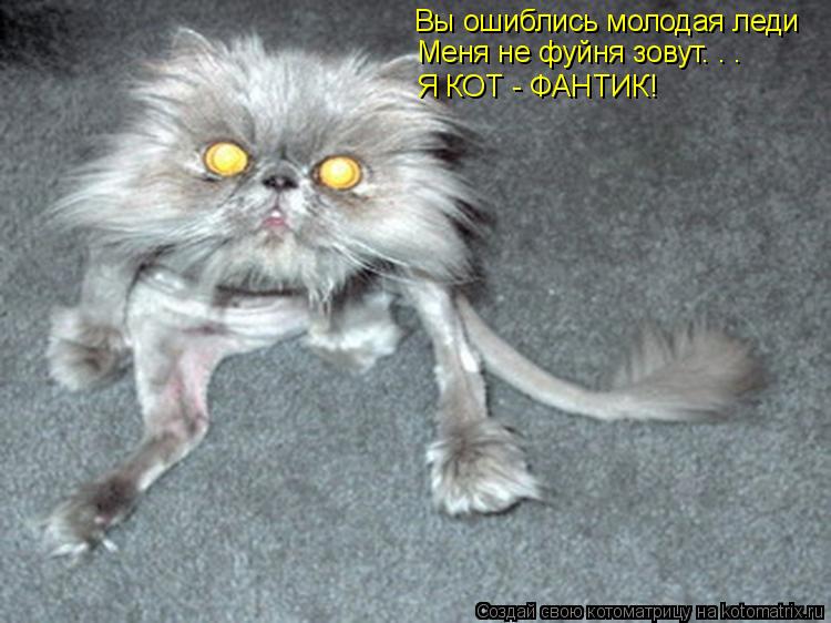 Вы ошиблись молодая леди Меня не фуйня зовут. . . Я КОТ - ФАНТИК!... Котоматрица: Вы ошиблись молодая леди Меня не фуйня зовут. . . Я КОТ - ФАНТИК!