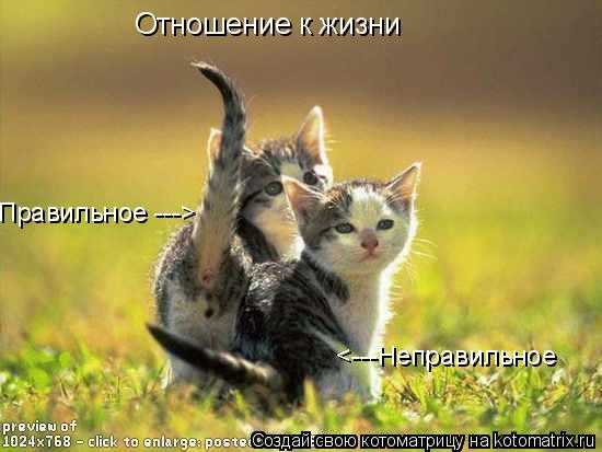 Отношение к жизни Правильное ---> <---Неправильное... Котоматрица: Отношение к жизни Правильное ---> <---Неправильное