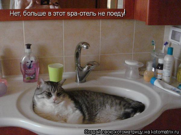!... Котоматрица: !
