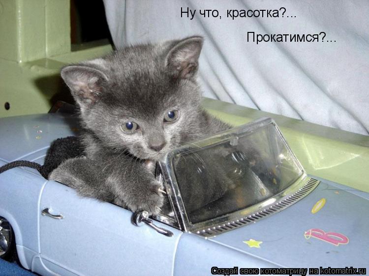 Ну что, красотка?... Прокатимся?...... Котоматрица: Ну что, красотка?... Прокатимся?...