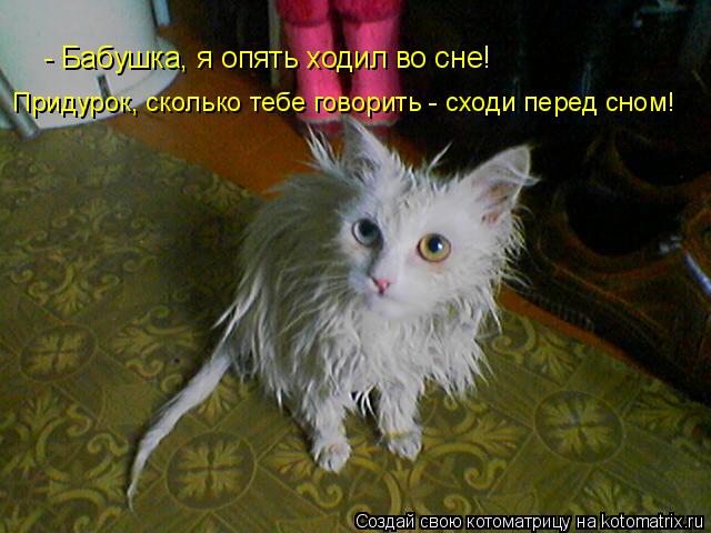 - Бабушка, я опять ходил во сне! Придурок, сколько тебе говорить - сходи перед сном!... Котоматрица: - Бабушка, я опять ходил во сне! Придурок, сколько тебе говорить - сходи перед сном!