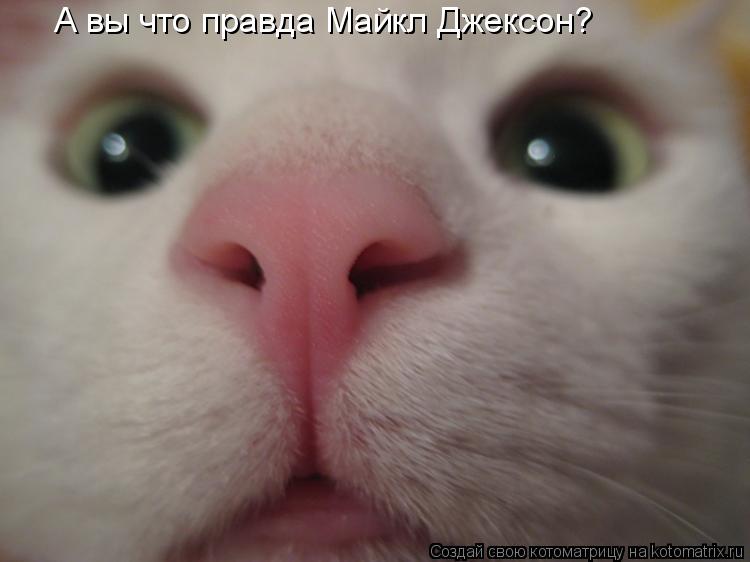 А вы что правда Майкл Джексон?... Котоматрица: А вы что правда Майкл Джексон?