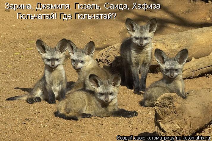 Зарина, Джамиля, Гюзель, Саида, Хафиза Гюльчатай! Где Гюльчатай?... Котоматрица: Зарина, Джамиля, Гюзель, Саида, Хафиза Гюльчатай! Где Гюльчатай?