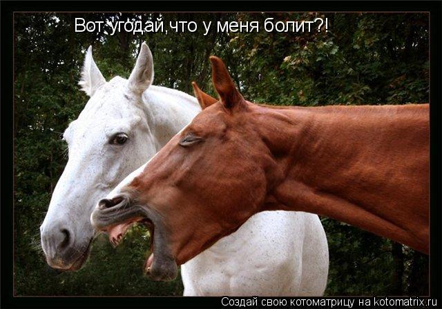 Вот угодай,что у меня болит?!... Котоматрица: Вот угодай,что у меня болит?!