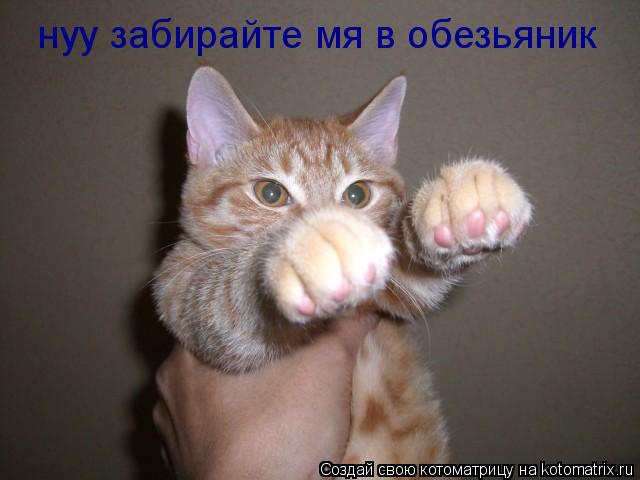 нуу забирайте мя в обезьяник... Котоматрица: нуу забирайте мя в обезьяник
