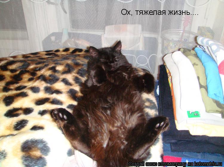 Ох, тяжелая жизнь....... Котоматрица: Ох, тяжелая жизнь....