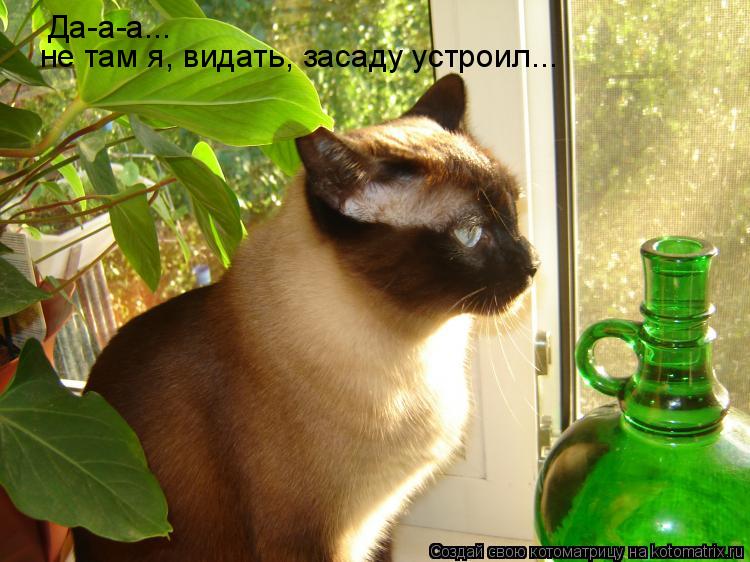 Да-а-а... не там я, видать, засаду устроил...... Котоматрица: Да-а-а... не там я, видать, засаду устроил...