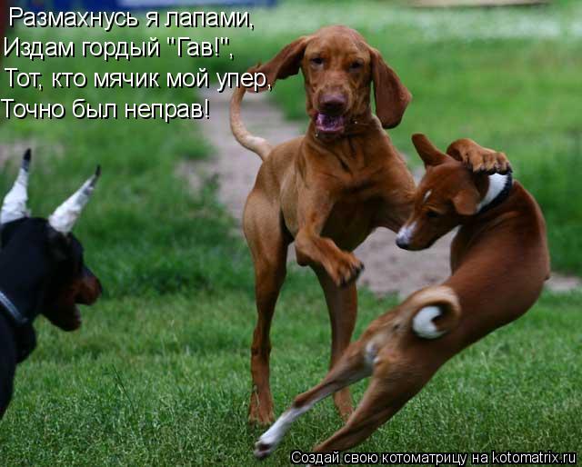 Размахнусь я лапами, Издам гордый "Гав!", Тот, кто мячик мой упер, Точно был неправ!... Котоматрица: Размахнусь я лапами, Издам гордый "Гав!", Тот, кто мячик мой упер, Точно был неправ!