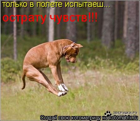 только в полете испытаеш... острату чувств!!!... Котоматрица: только в полете испытаеш... острату чувств!!!