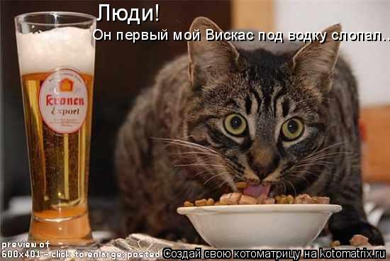 Люди! Он первый мой Вискас под водку слопал...... Котоматрица: Люди! Он первый мой Вискас под водку слопал...