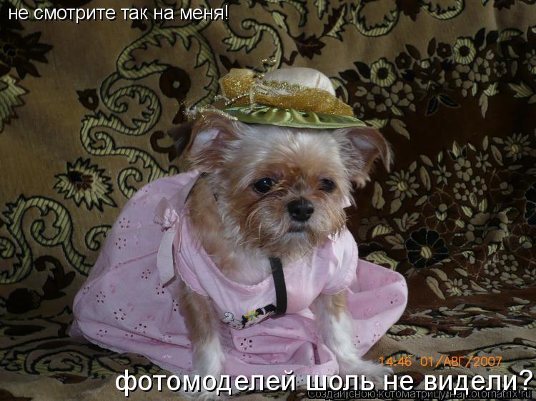 не смотрите так на меня! фотомоделей шоль не видели?... Котоматрица: не смотрите так на меня! фотомоделей шоль не видели?