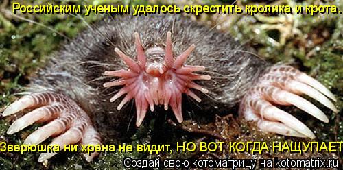 Российским ученым удалось скрестить кролика и крота. Зверюшка ни хрена не видит, НО ВОТ КОГДА НАЩУПА... Котоматрица: Российским ученым удалось скрестить кролика и крота. Зверюшка ни хрена не видит, НО ВОТ КОГДА НАЩУПАЕТ...