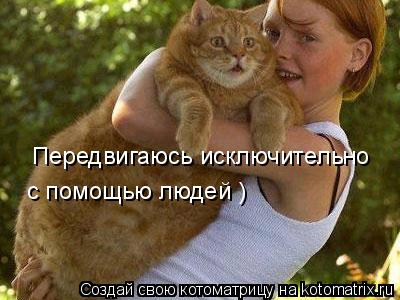Передвигаюсь исключительно с помощью людей )... Котоматрица: Передвигаюсь исключительно с помощью людей )