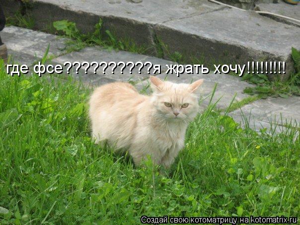 где фсе??????????я жрать хочу!!!!!!!!!... Котоматрица: где фсе??????????я жрать хочу!!!!!!!!!