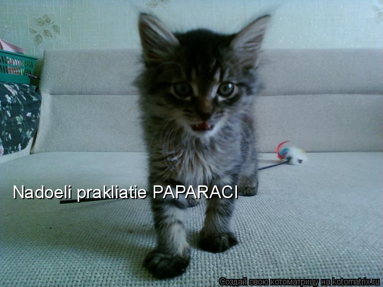Nadoeli prakliatie PAPARACI... Котоматрица: Nadoeli prakliatie PAPARACI