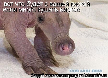 вот что будет с вашей киской если много кушать вискас... Котоматрица: вот что будет с вашей киской если много кушать вискас