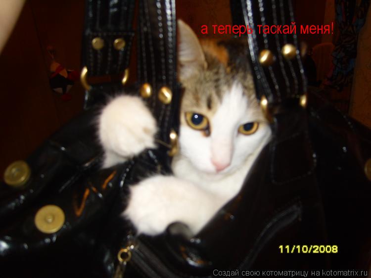 а теперь таскай меня!... Котоматрица: а теперь таскай меня!