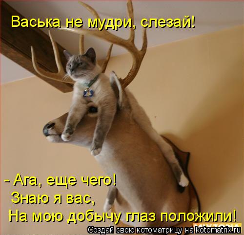 Васька не мудри, слезай! - Ага, еще чего! Знаю я вас, На мою добычу глаз положили!... Котоматрица: Васька не мудри, слезай! - Ага, еще чего! Знаю я вас, На мою добычу глаз положили!