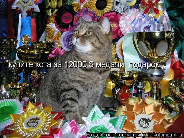 купите кота за 12000 $ медали подарок... Котоматрица: купите кота за 12000 $ медали подарок