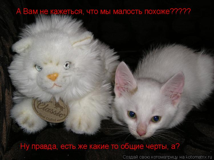 А Вам не кажеться, что мы малость похоже????? Ну правда, есть же какие то общие черты, а?... Котоматрица: А Вам не кажеться, что мы малость похоже????? Ну правда, есть же какие то общие черты, а?