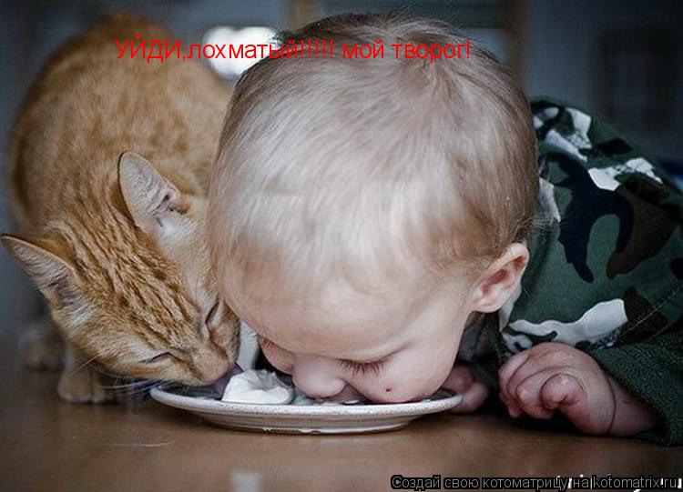 УЙДИ,лохматый!!!!! мой творог!... Котоматрица: УЙДИ,лохматый!!!!! мой творог!