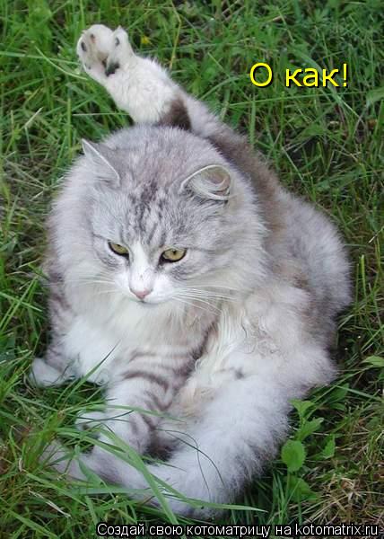 О как!... Котоматрица: О как!