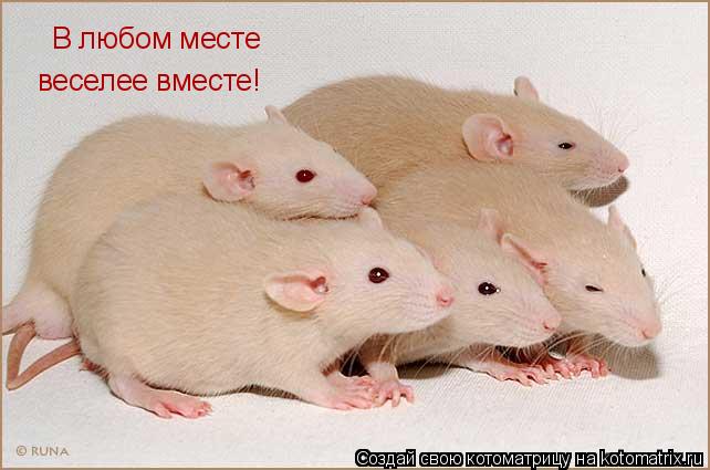 В любом месте веселее вместе!... Котоматрица: В любом месте веселее вместе!