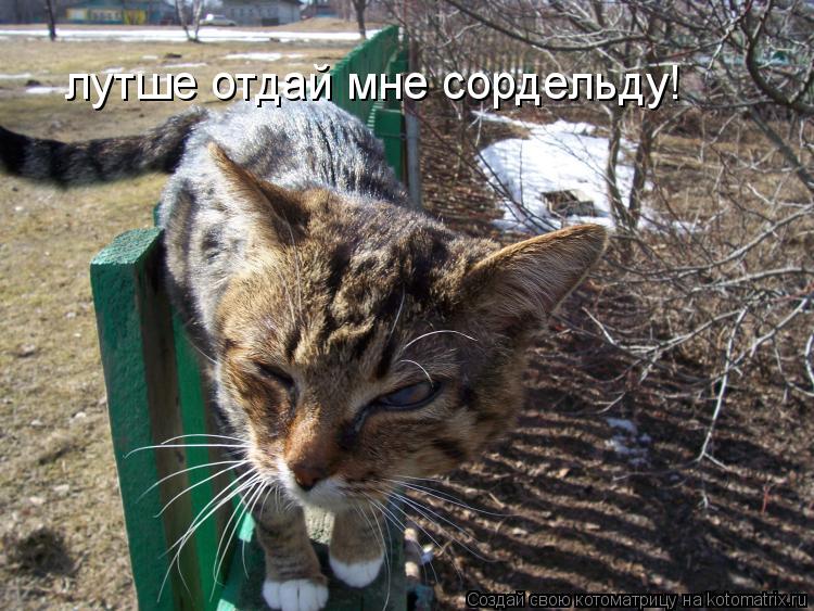 лутше отдай мне сордельду!... Котоматрица: лутше отдай мне сордельду!