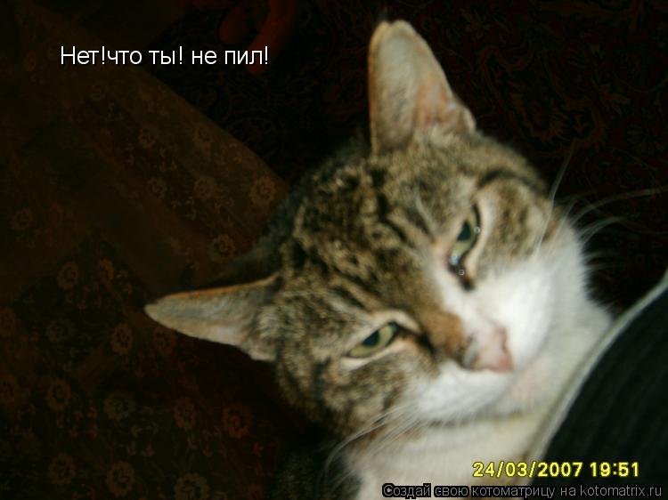Нет!что ты! не пил!... Котоматрица: Нет!что ты! не пил!
