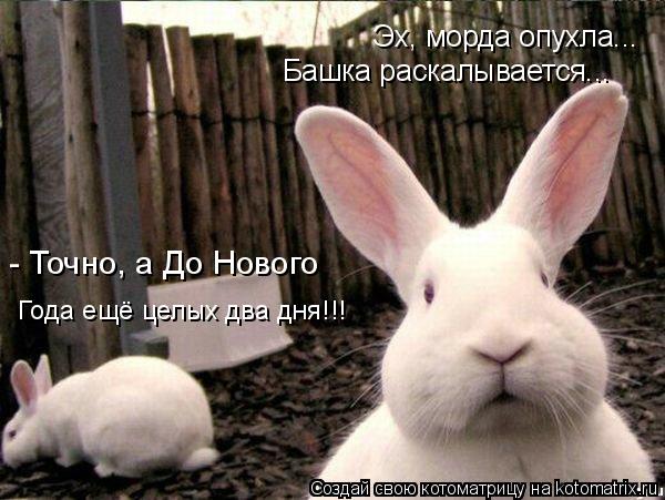 Эх, морда опухла... Башка раскалывается... - Точно, а До Нового Года ещё целых два дня!!!... Котоматрица: Эх, морда опухла... Башка раскалывается... - Точно, а До Нового Года ещё целых два дня!!!