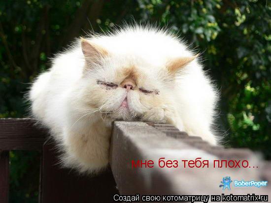 мне без тебя плохо...... Котоматрица: мне без тебя плохо...