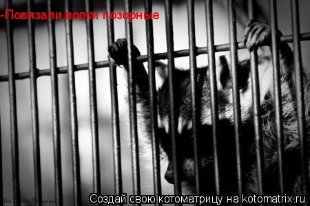 -Повязали волки позорные... Котоматрица: -Повязали волки позорные
