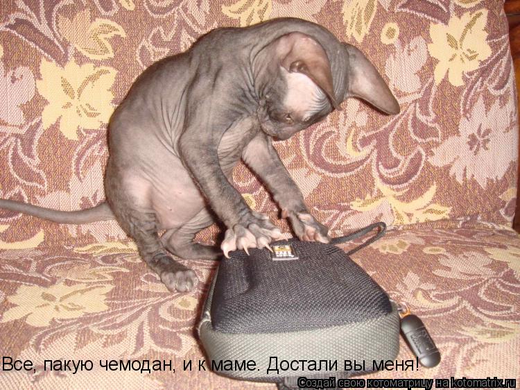Все, пакую чемодан, и к маме. Достали вы меня!... Котоматрица: Все, пакую чемодан, и к маме. Достали вы меня!