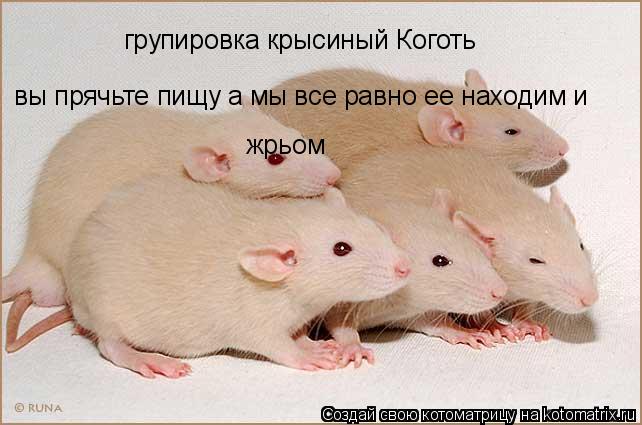 групировка крысиный Коготь вы прячьте пищу а мы все равно ее находим и жрьом... Котоматрица: групировка крысиный Коготь вы прячьте пищу а мы все равно ее находим и жрьом