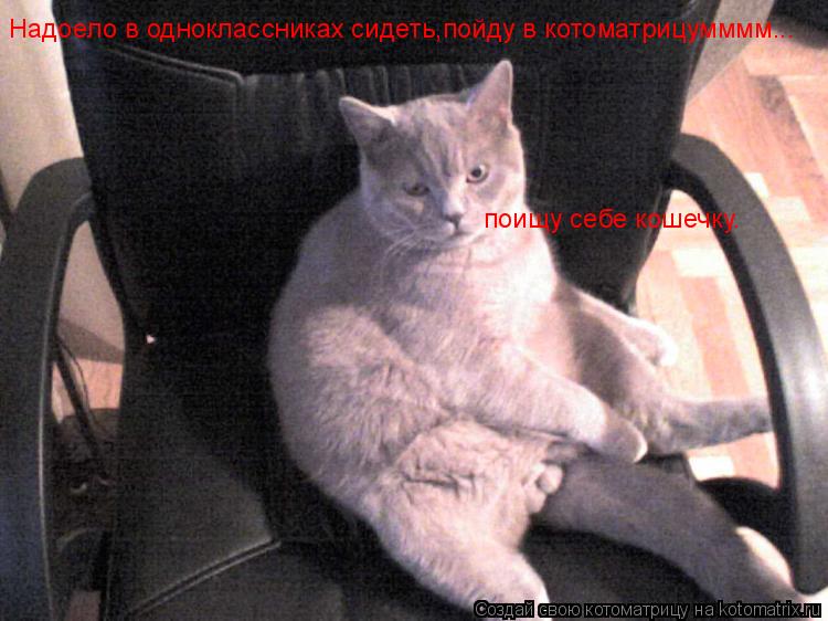 Надоело в одноклассниках сидеть,пойду в котоматрицумммм... поищу себе кошечку.... Котоматрица: Надоело в одноклассниках сидеть,пойду в котоматрицумммм... поищу себе кошечку.